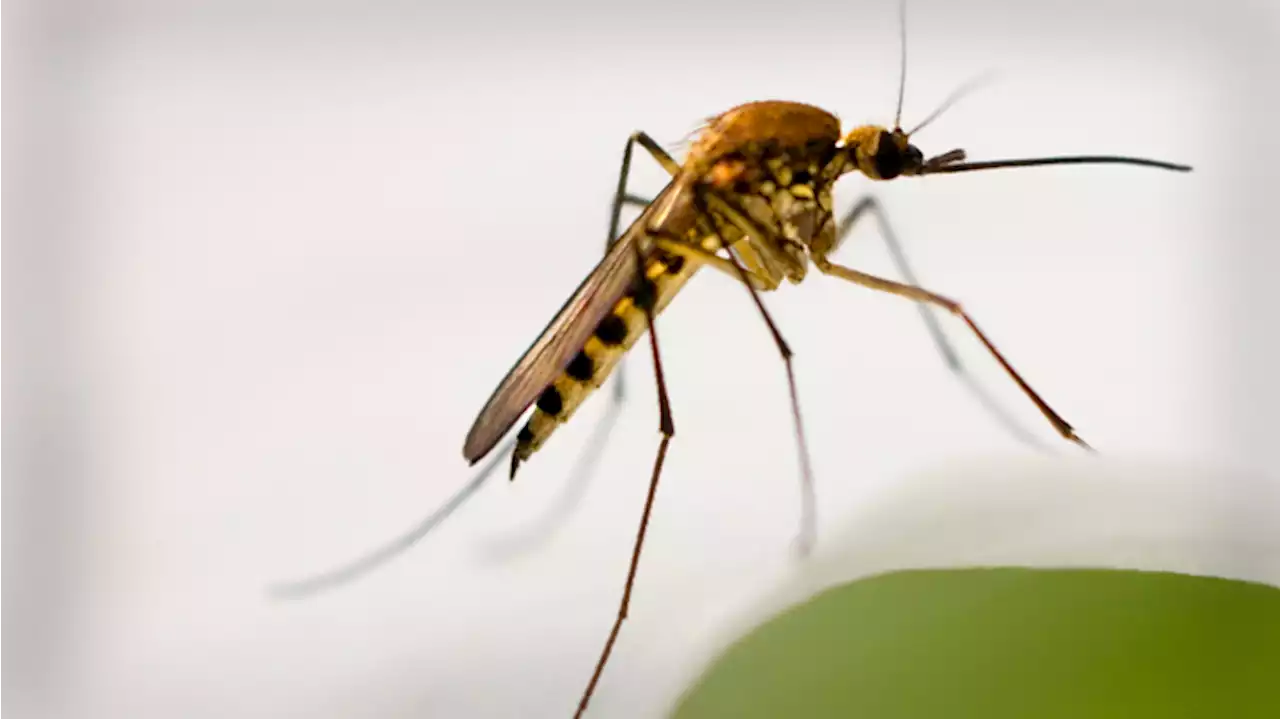 West Nile Virus Confirmed in Mosquitoes in Milpitas