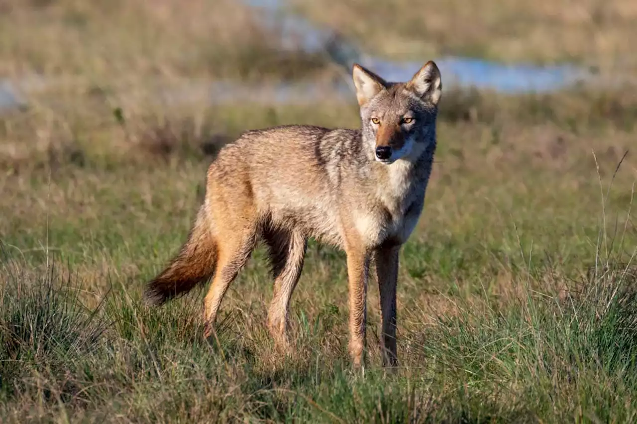 Ghost DNA from hybrid coyotes could save endangered red wolves