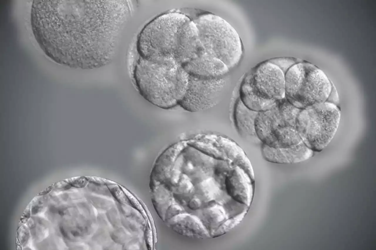 Why two-thirds of IVF embryos suddenly stop developing