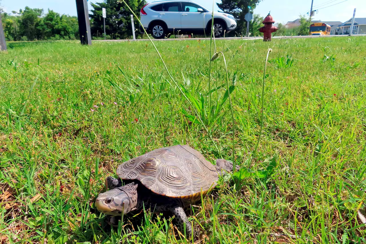 Turtle crossing road causes 3-car crash in New Jersey