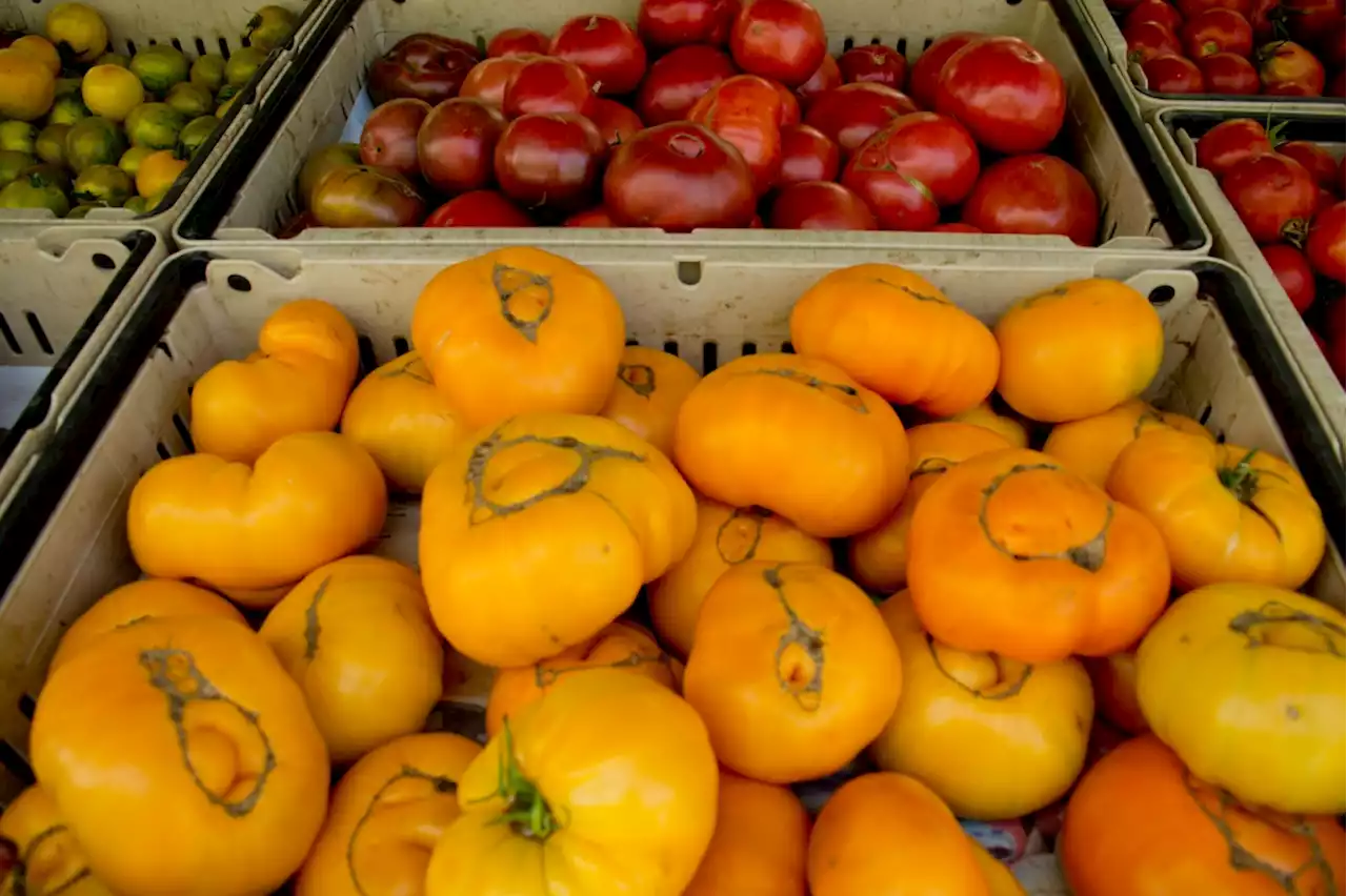 Time is Ripe: Summer is the perfect time for tomatoes