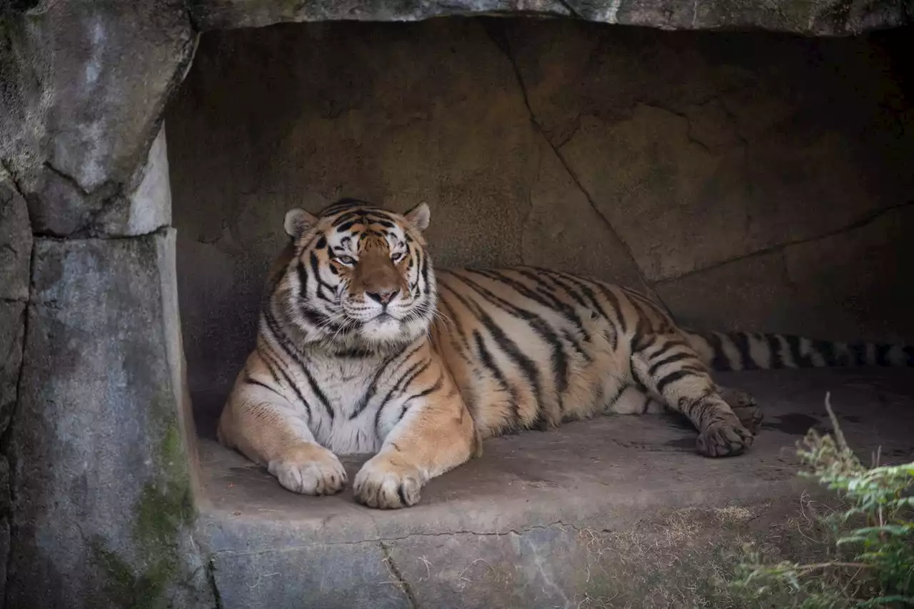 Tiger dies of complications from COVID-19 at Columbus Zoo