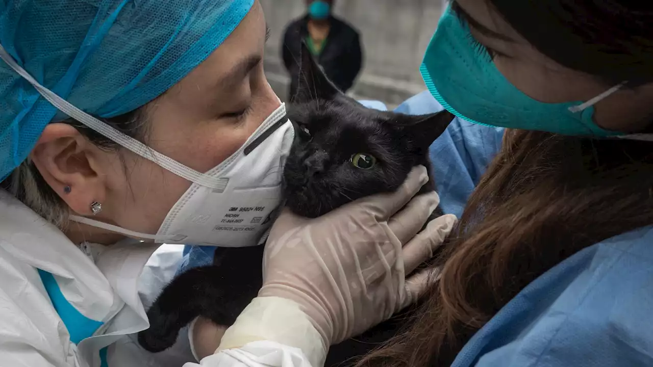 Thailandia, un gatto trasmette il Covid ai suoi padroni ma non c'è nessun tipo di allarme