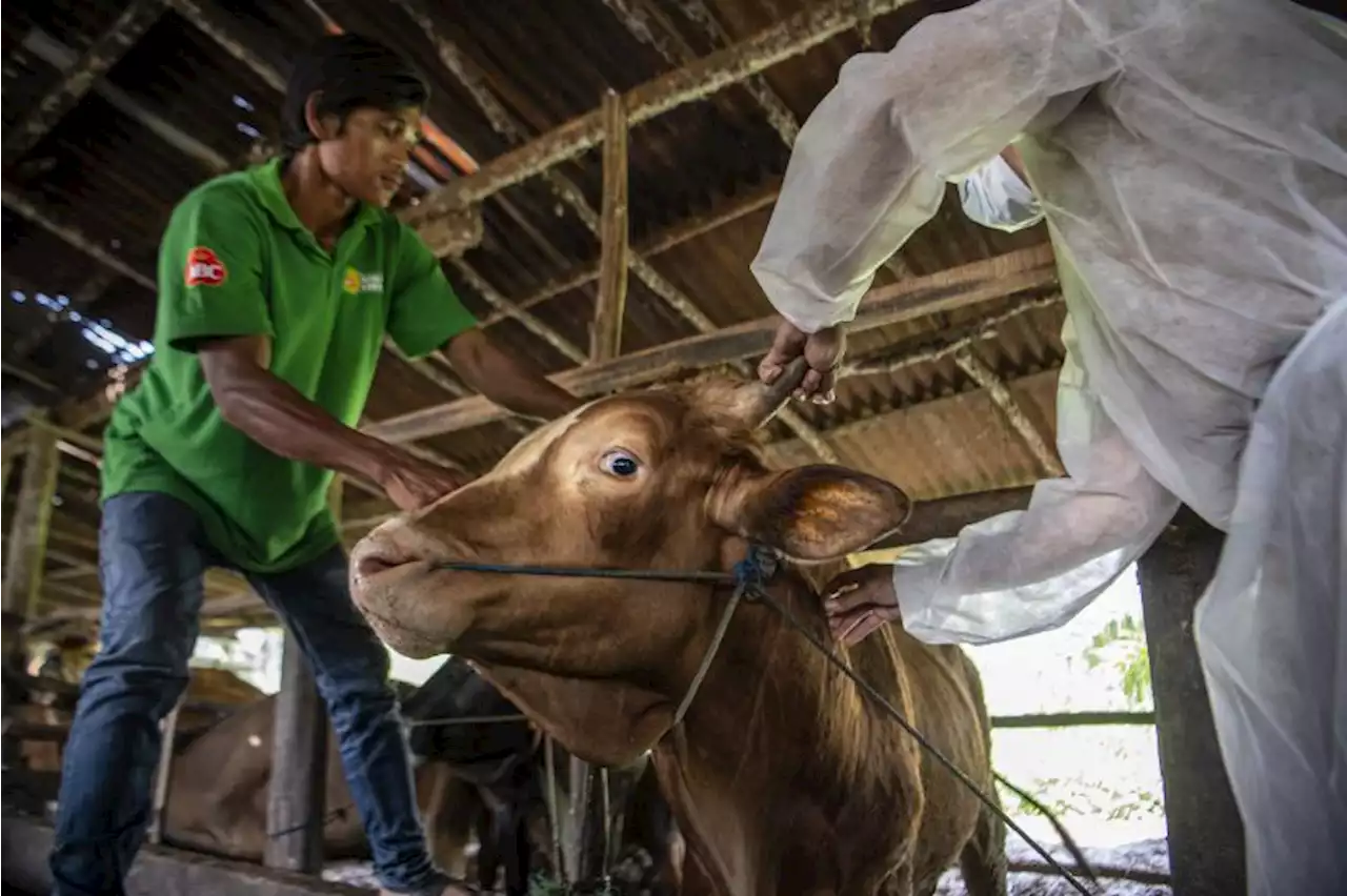 Hewan Ternak di Tangsel Mulai Disuntik Vaksin PMK |Republika Online