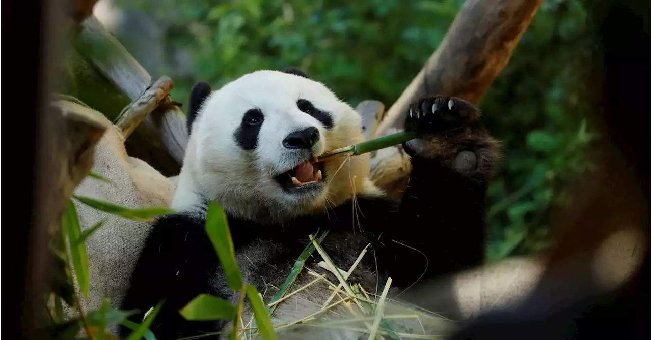 For pandas, it's been two 'thumbs' up for millions of years