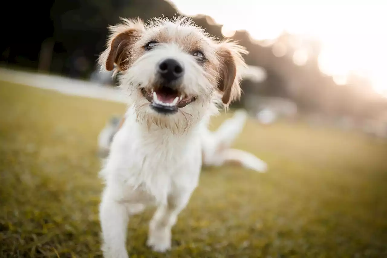 Having a Pet Dog Could Protect You Against Crohn’s Disease and Improve Your Intestinal Health