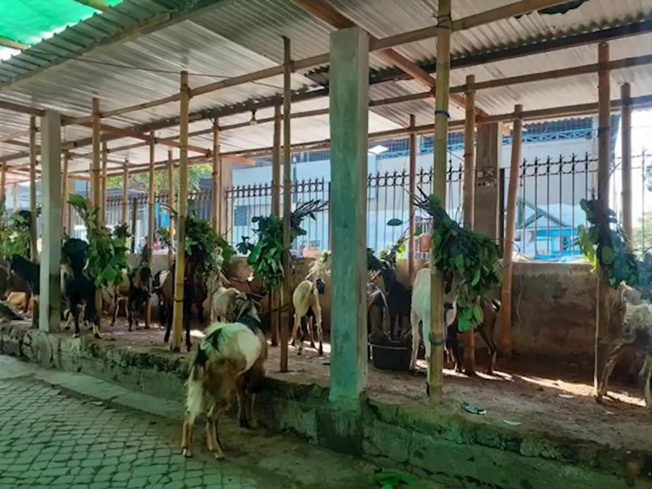 Naik Rp200.000/Ekor, Segini Harga Kambing Jelang Iduladha Di Kota Solo