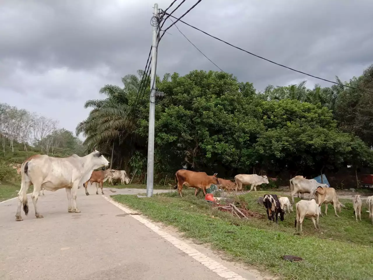 QuickCheck: Did an ambulance crash into a herd of cows in Sabah?