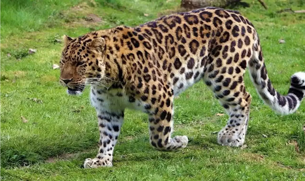 Top five most endangered animals and how to help them: 2022 edition |  TheCable