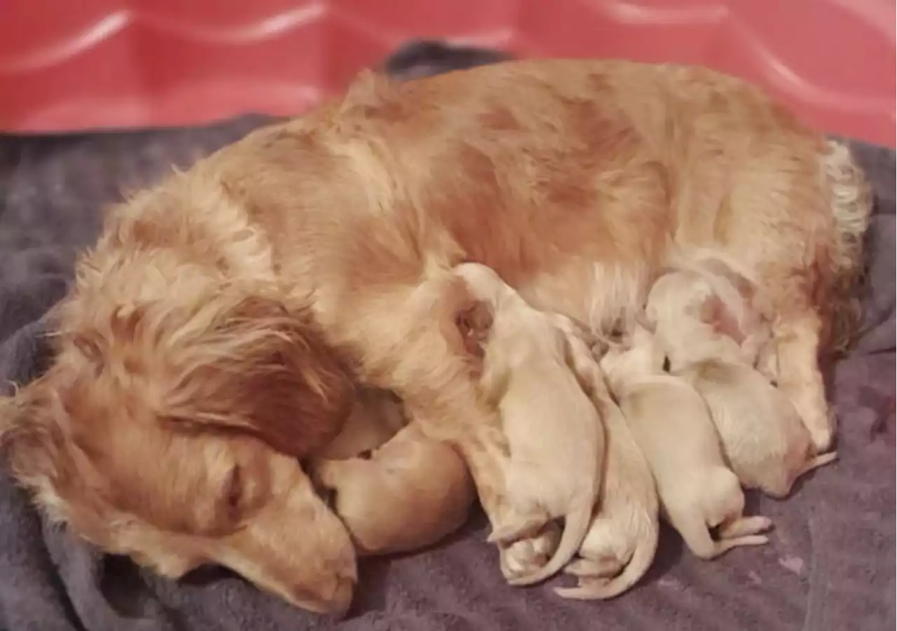 Dog credited for man’s $2M winning Florida lotto ticket delivers 6 healthy puppies