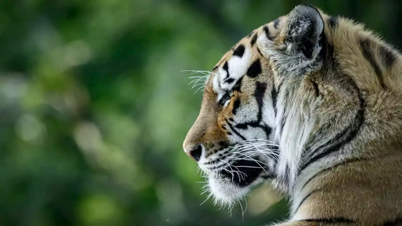 14-year-old tiger dies after contracting COVID-19 at zoo