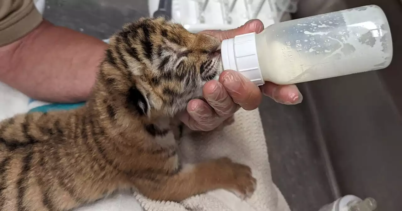 Three tiger cubs born at the Indianapolis Zoo