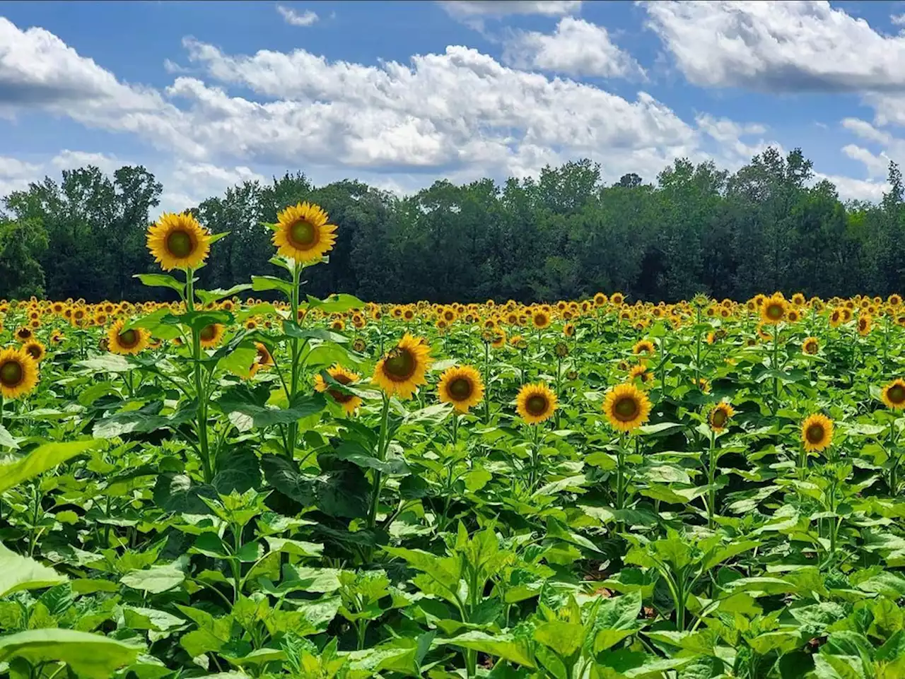 The Sunflower Field opens Friday for 2022