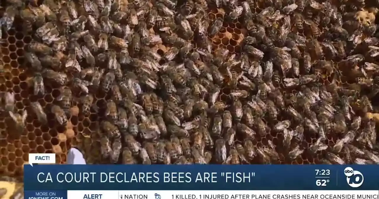 Fact or Fiction: California court declares bees are fish?