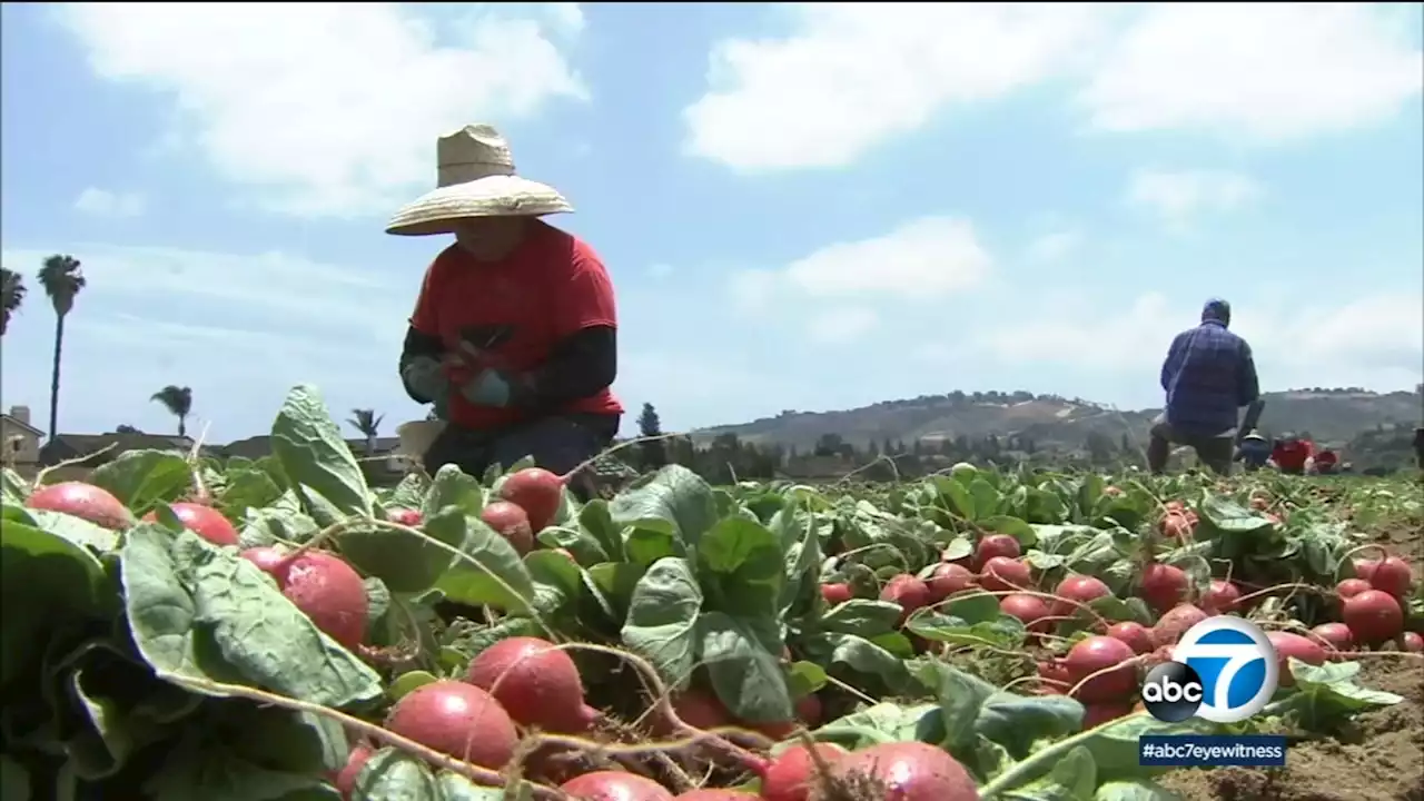 Alex Padilla spends full day laboring with farmworkers, 1st US senator in history to do so