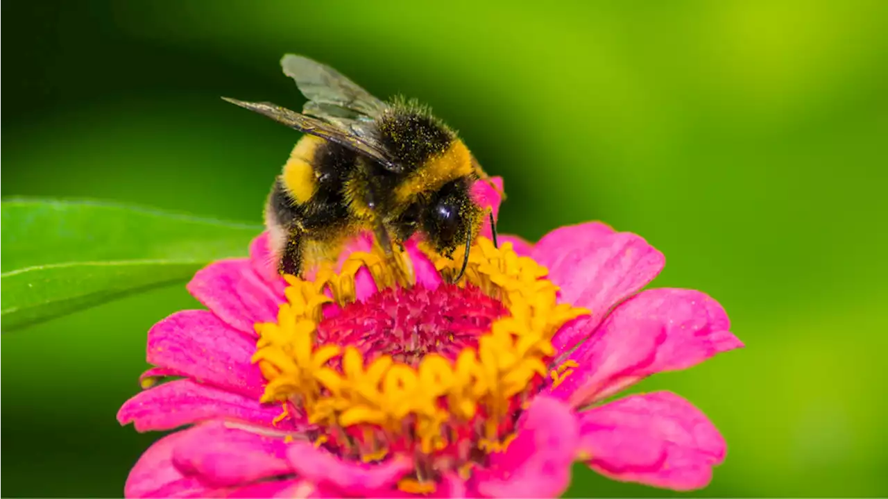 Bees are legally considered fish in California