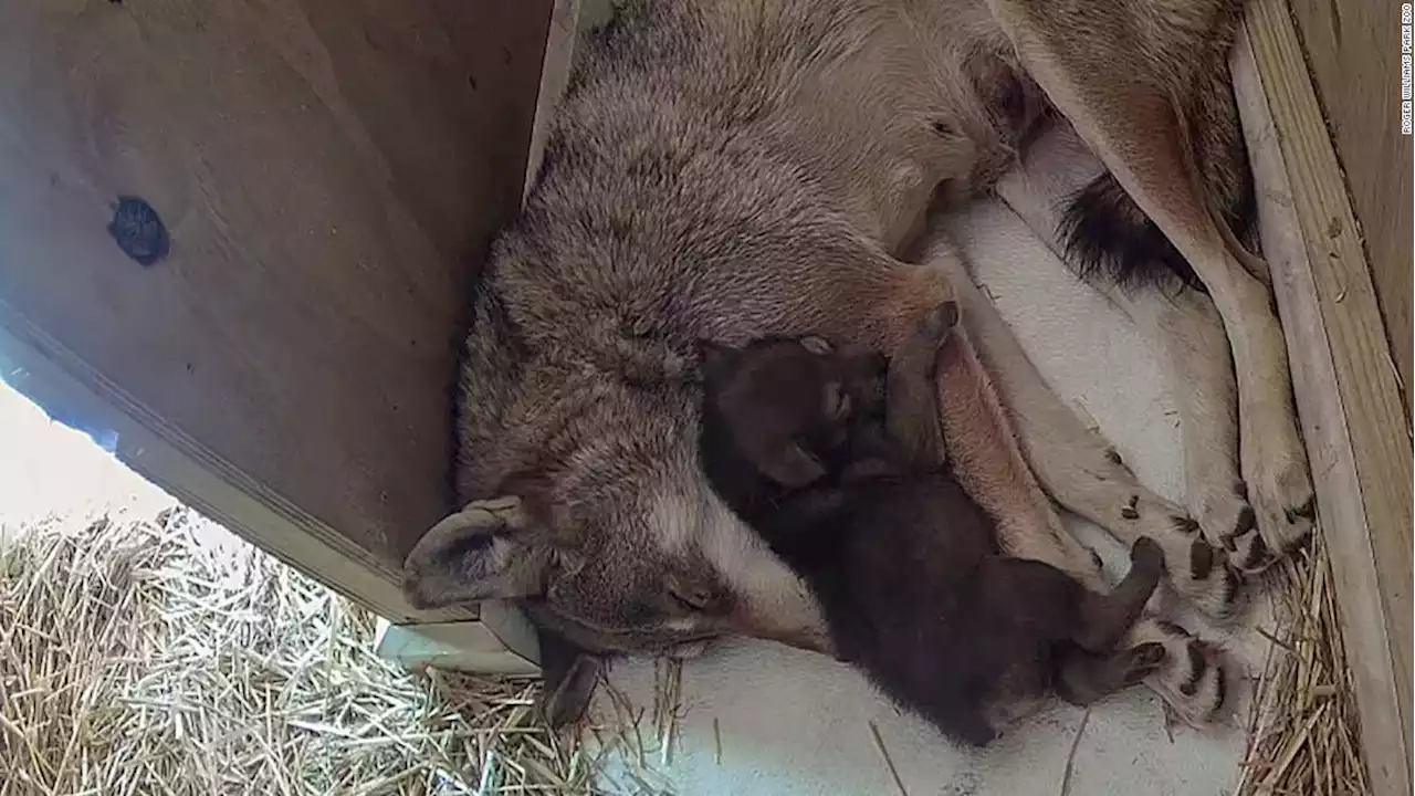 Rhode Island zoo welcomes birth of world's most endangered wolf