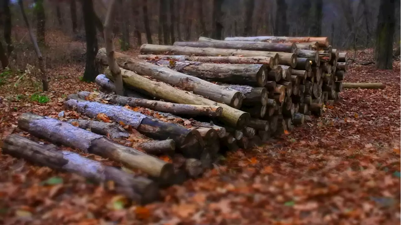 Poland tells citizens to gather firewood as energy prices soar