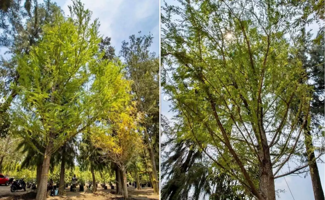 Paseo de la Reforma. Ahuehuete se plantará este domingo en la Glorieta de la Palma