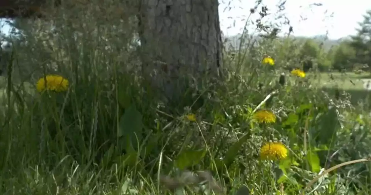 Pollen season hitting Utah allergy sufferers hard right now