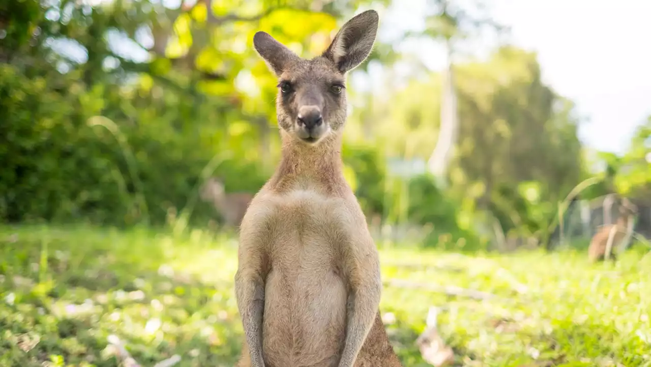 Grandfather forced to fight kangaroo that attacked his dogs