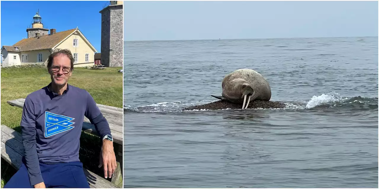 Stefan såg unik valross utanför Onsala: ”Häftigaste jag sett”