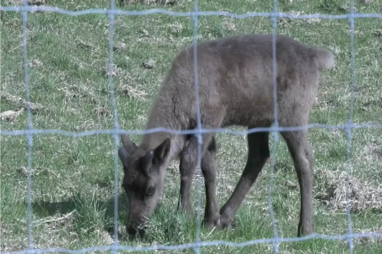 Large Animal Research Station to host birthday bash for calves