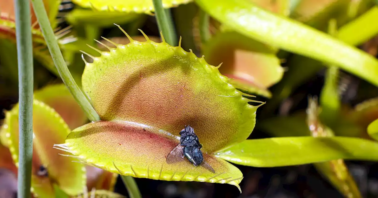 Inside the secret world of SoCal’s carnivorous plant collectors