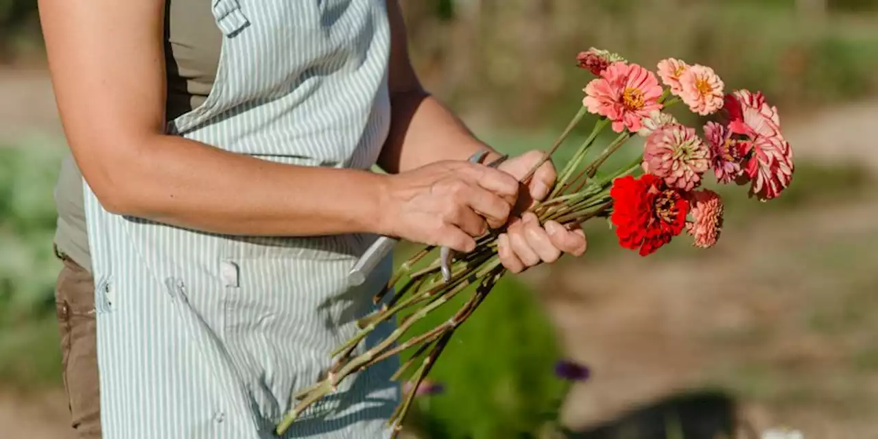 How To Start A Colorful Flower Cutting Garden — With Or Without A Backyard