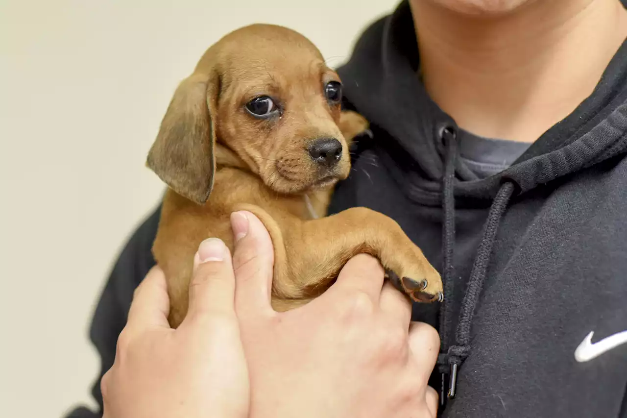 Thirty dogs, cats found dead in cages in animal rescue CEO's home: Police