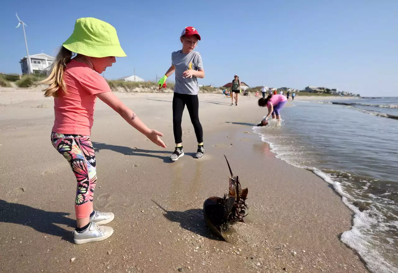 Horseshoe crabs' annual Jersey Shore orgy is happening — with help from humans