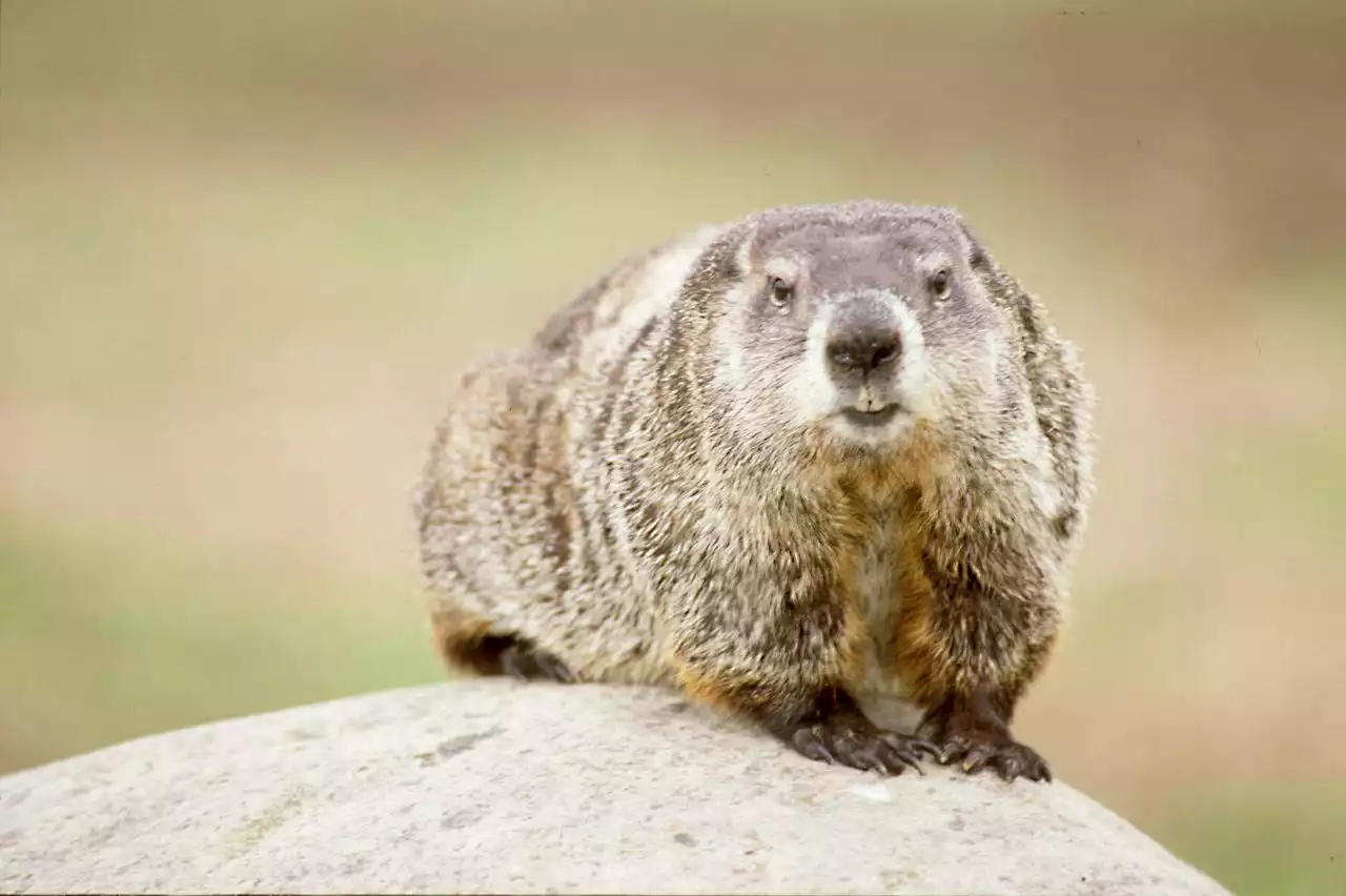 Rabid groundhog that was killed by dog found in N.J. backyard