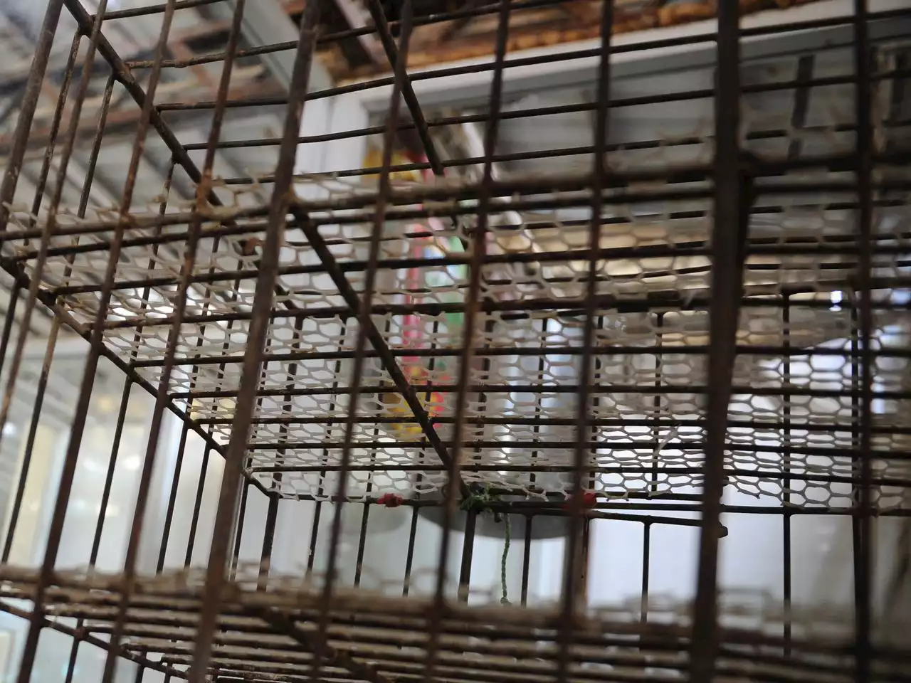 Viral video shows mother in China keeping son locked in cage while she works