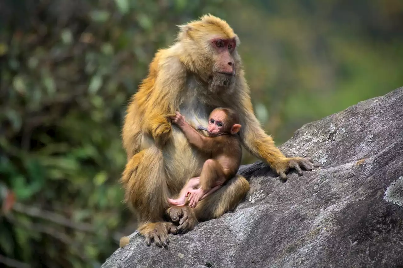 New Species of Macaque Identified in India | Sci-News.com