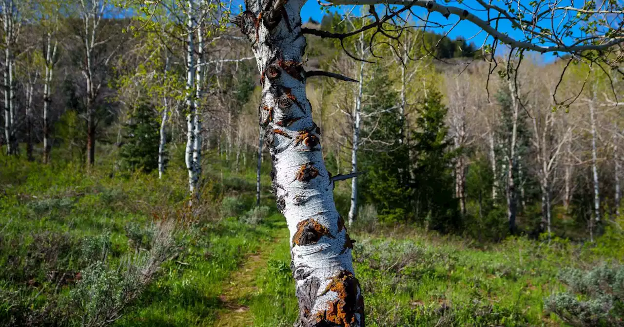 Trib Trails: Discovery Loop Trail