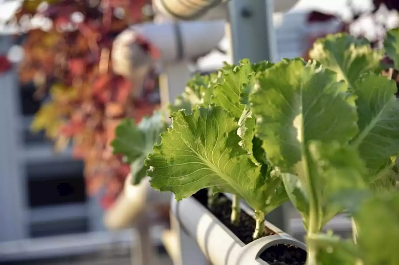 Singapore-MIT team invents tools to help urban farmers boost crop yields