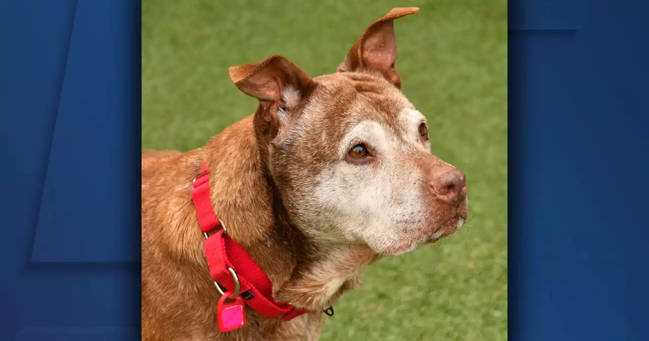 Cleveland APL Pet of the Weekend: An older pit bull mix named Chocolate