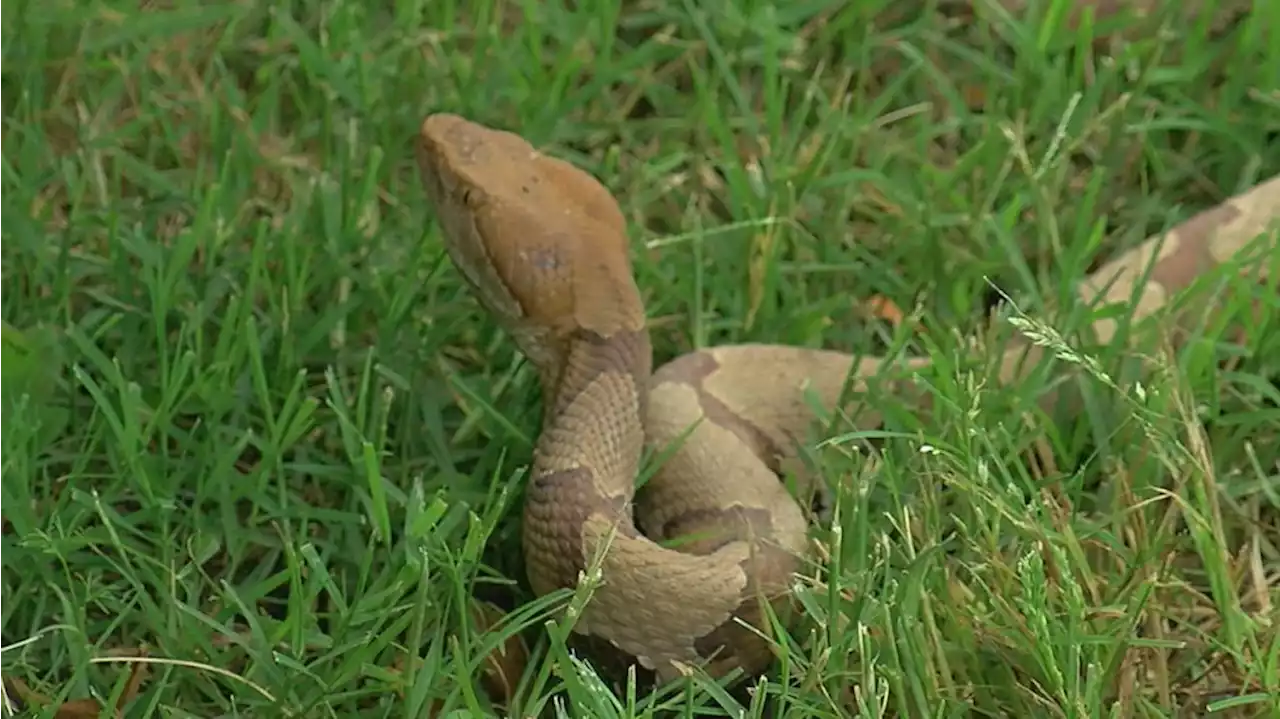 New snakebite program at UAB