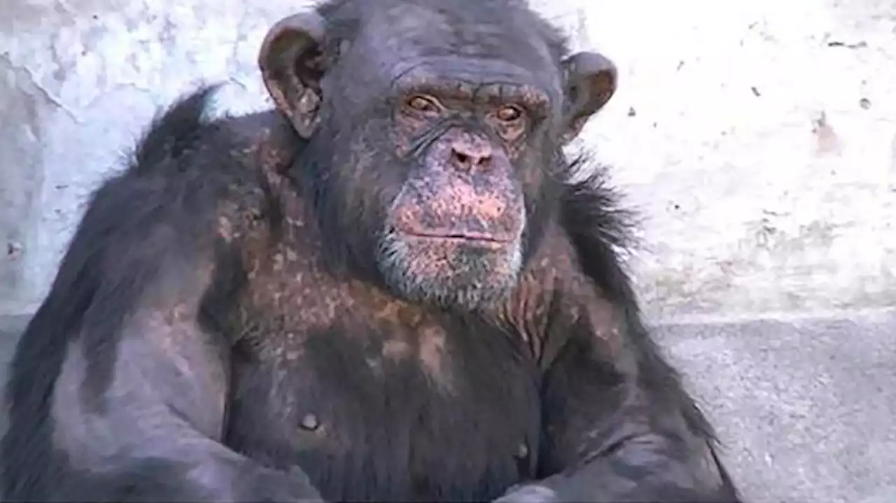 Presentaron un habeas corpus para la liberación de un chimpancé alojado en un zoológico