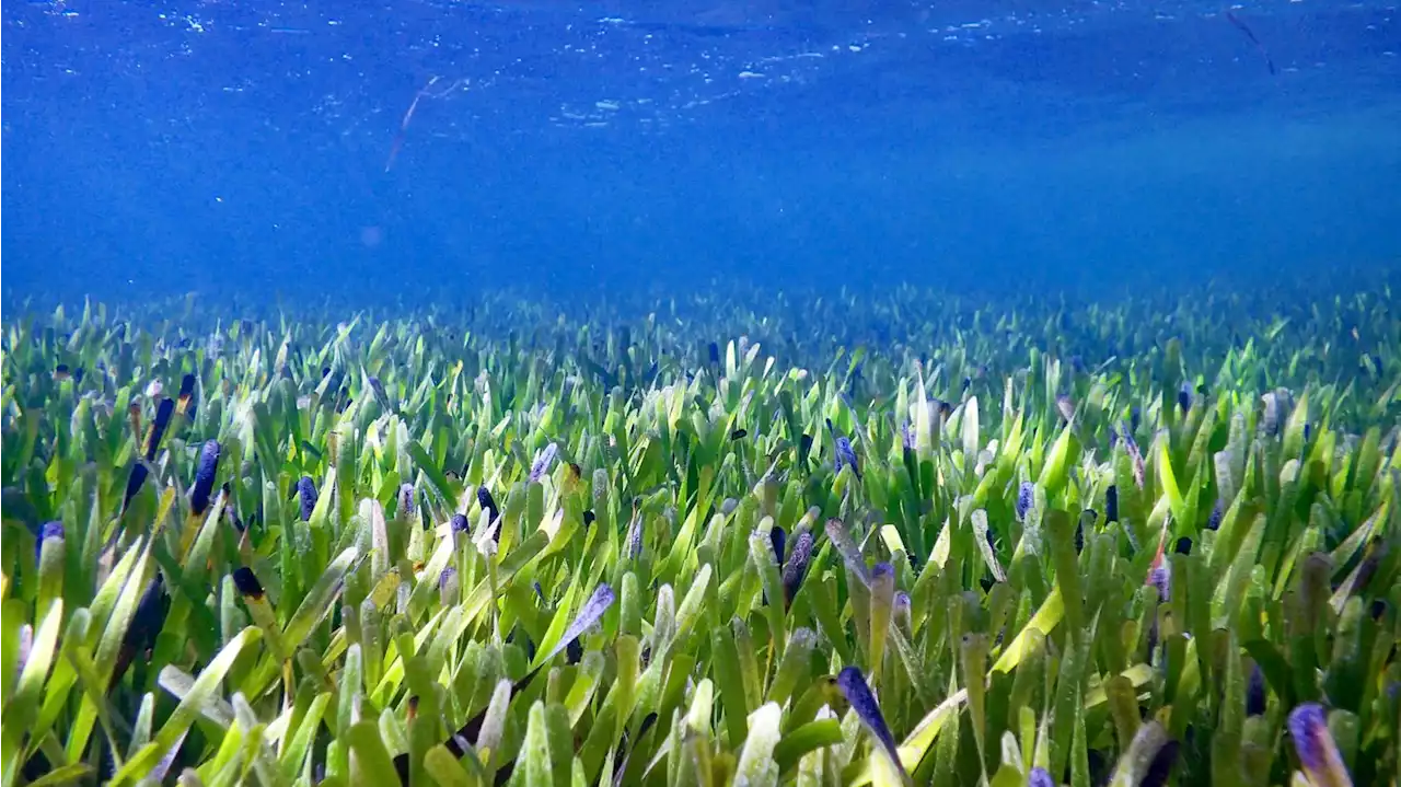 The world's largest known plant discovered off Australian coast