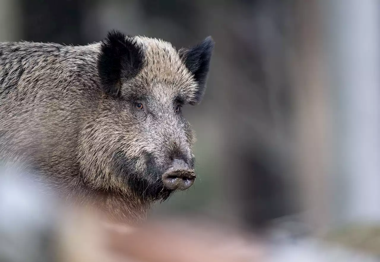 Jagd in Berlin: 2500 Wildschweine erlegt