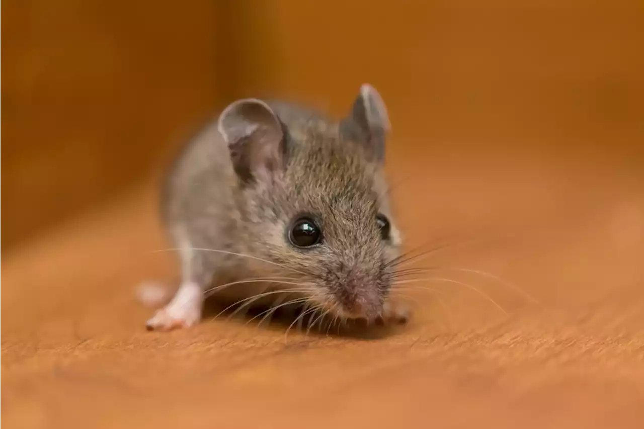 The No. 1 Sign There Are Mice in Your Bedroom, Experts Say — Best Life