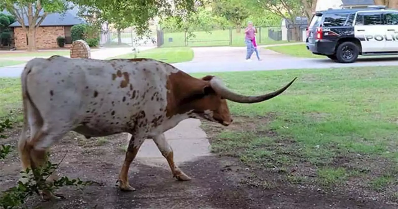 Southlake road reopens after North Texas Rodeo Queen helps steer longhorns home