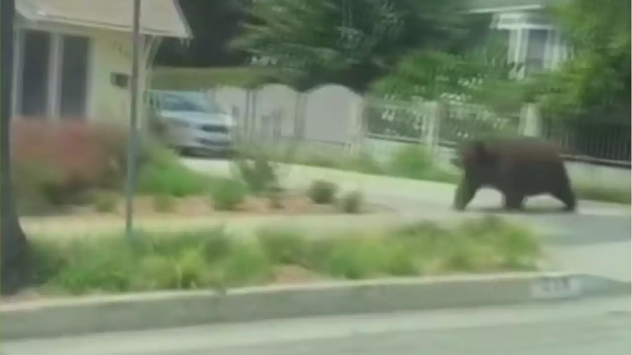 VIDEO: Black bear strolls down Monrovia sidewalk