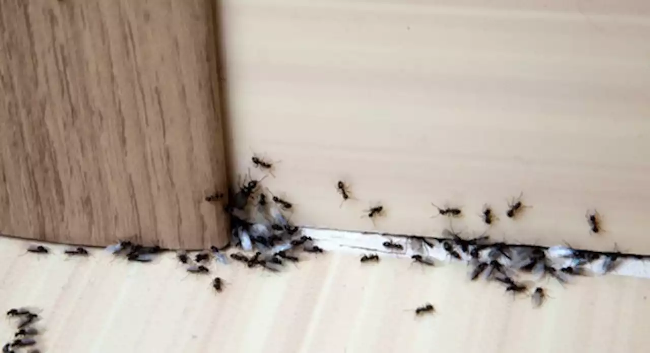 How To Get Rid Of Ants? (Seriously HOW?)