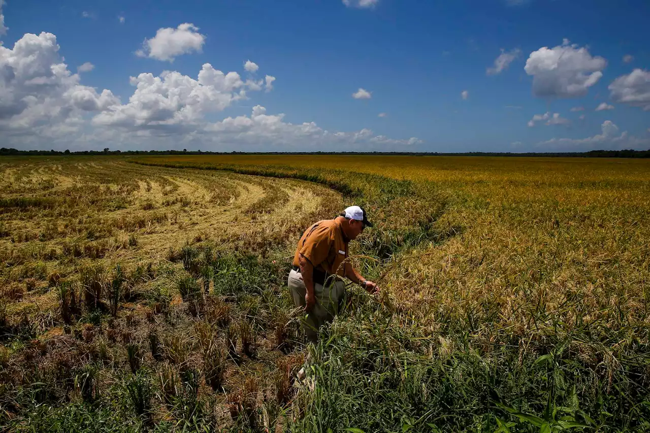 Opinion: How Texas farmers can profit while pumping carbon into the soil