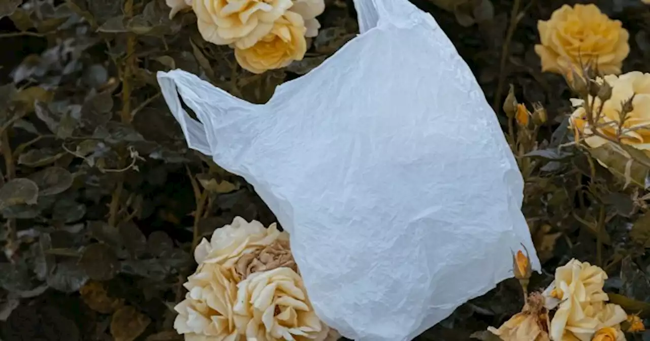 How To Reuse & Recycle That Pile Of Plastic Bags Under Your Sink