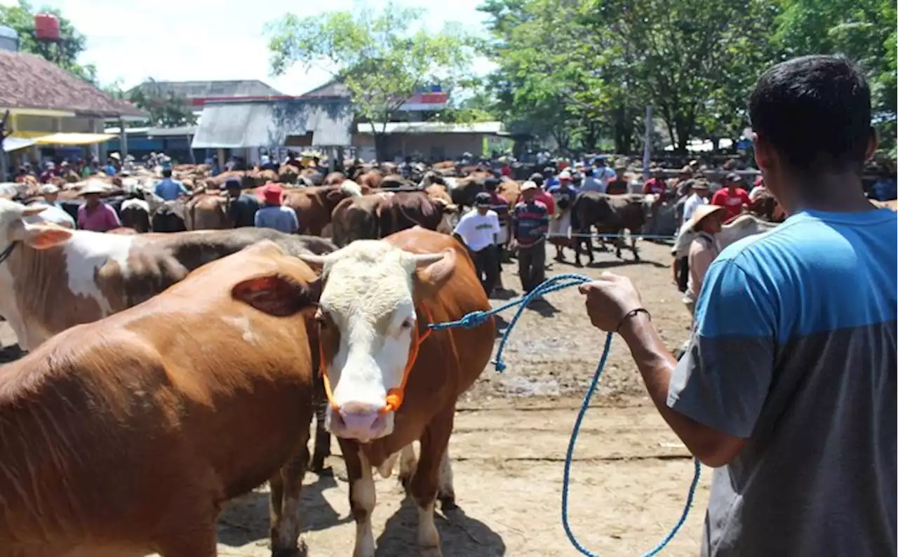 Kasus Positif PMK di Klaten Nol, tapi...