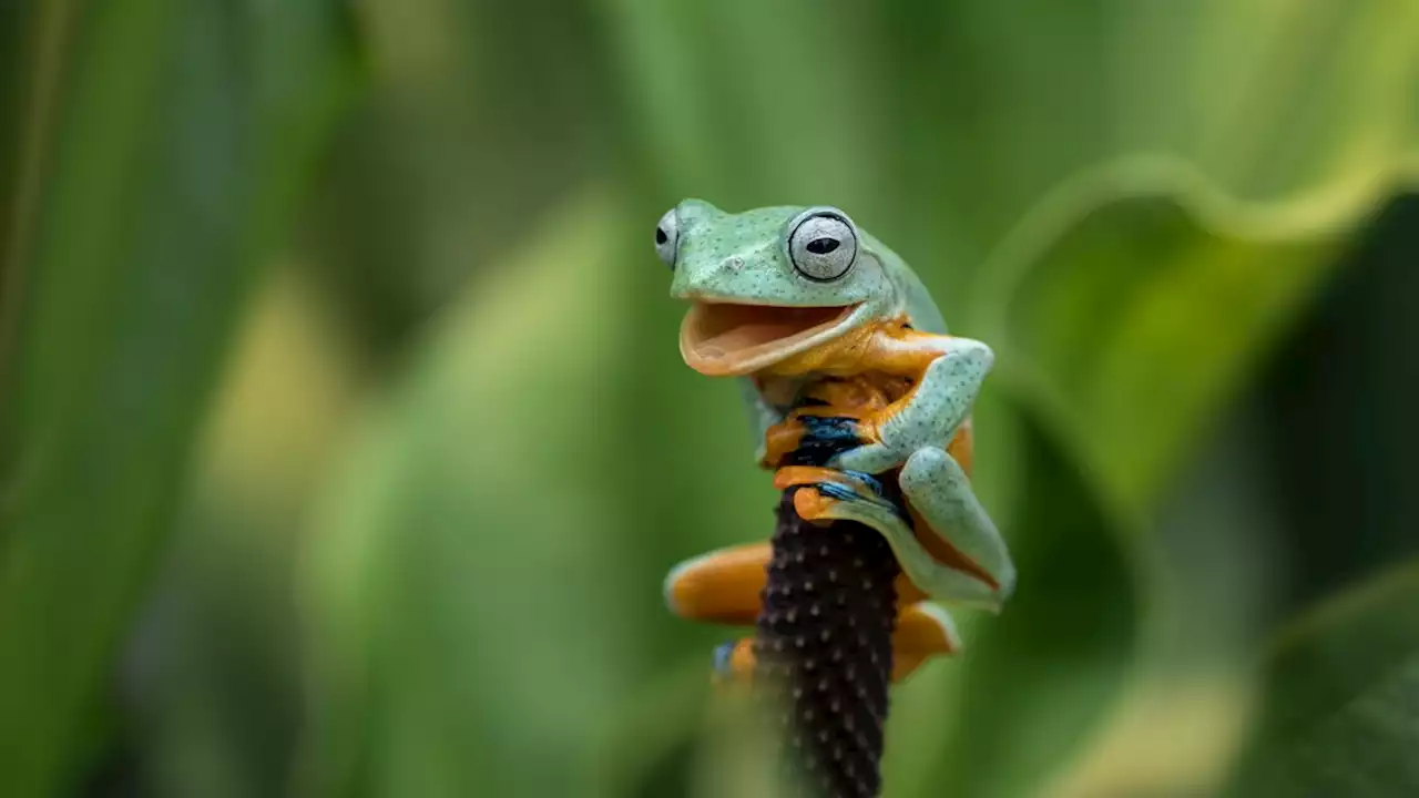 Klimawandel: Wenn Flüsse und Frösche vor Gericht klagen können