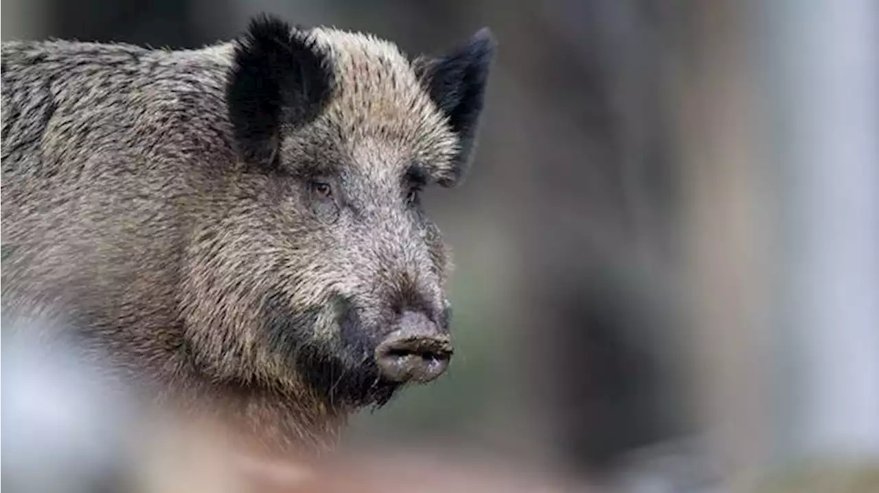 2500 Wildschweine in Berlin erlegt – weniger Beschwerden über Tiere